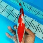 KOHAKU GINRIN 23CM HQ