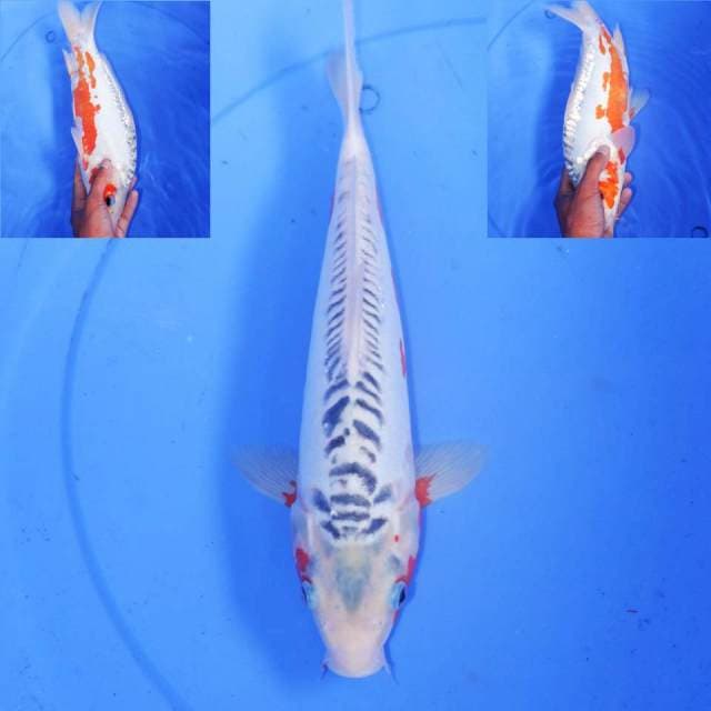 32cm HANA SHUSUI MOTOAKA