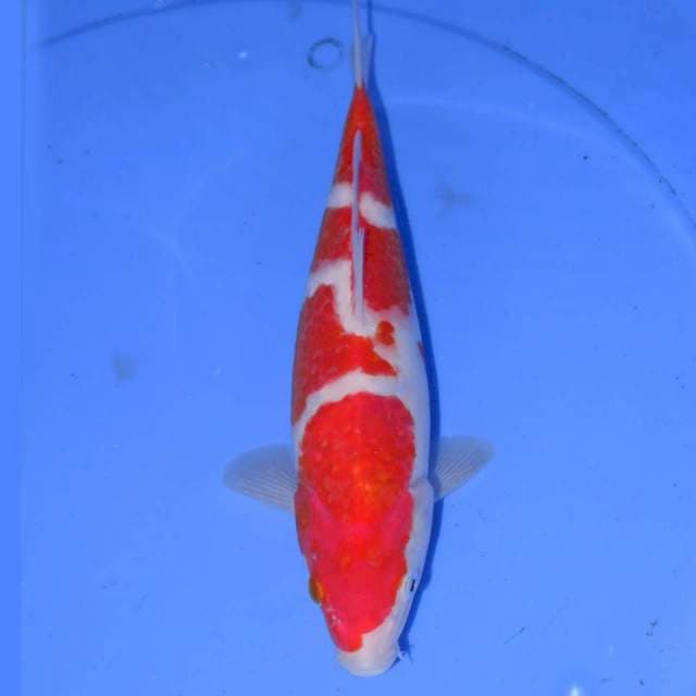 KOHAKU 