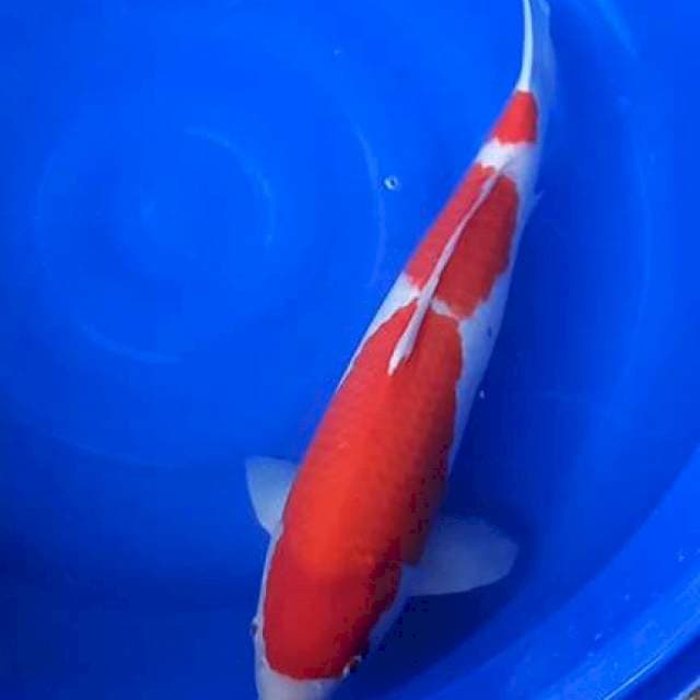 Kohaku sakai impor 68cm