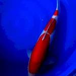 Kohaku sakai impor 68cm
