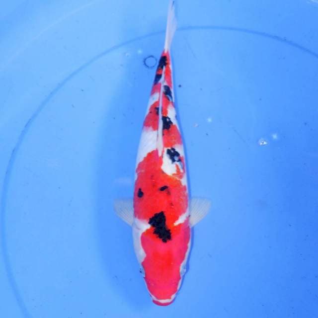 30cm INA ZUMA SANKE