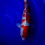 Ginrin kohaku impor ogata fmle 58cm