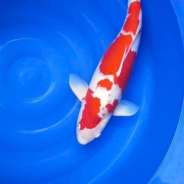 Aigoromo ogata 65cm