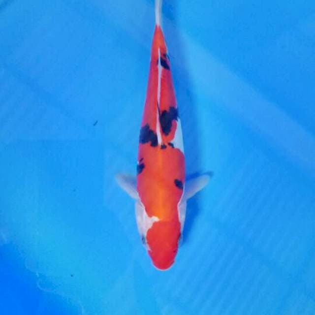 Sanke 22 cm