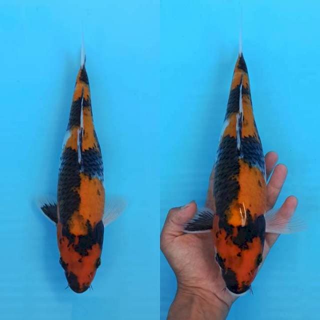 Showa sanshoku 33cm