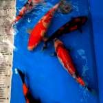 Paket koi import 30-35