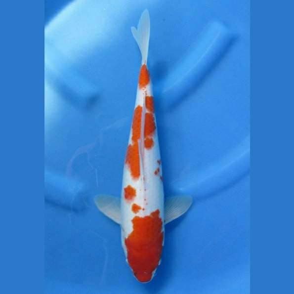 Near Koi - Kohaku 35cm