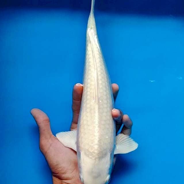 Platinum 35cm