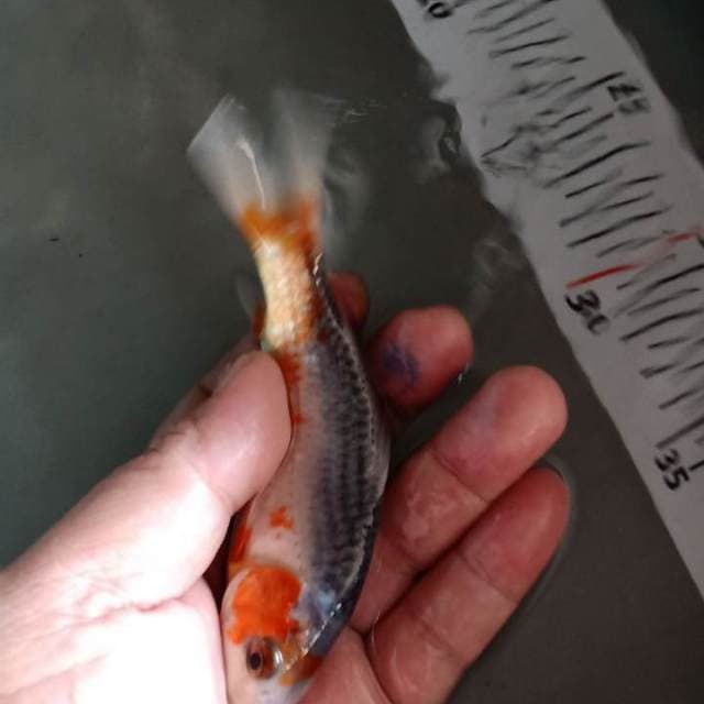 F1 asagi 14cm