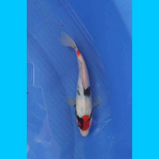Tancho Showa bahan 25cm