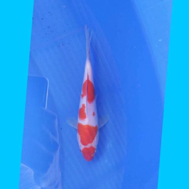 Kohaku 20cm