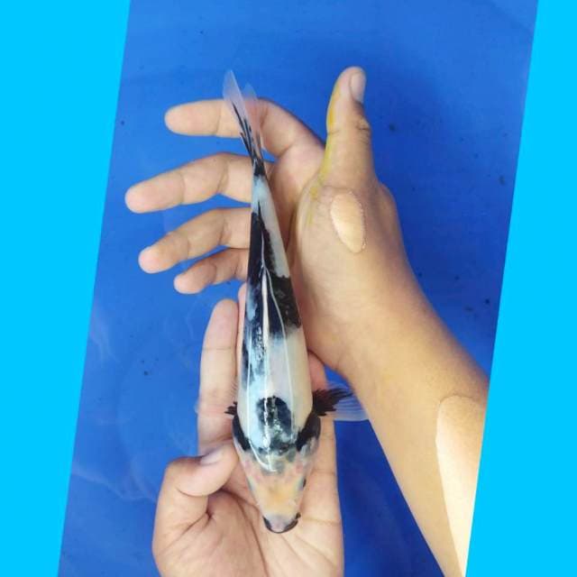 Shiro 22cm 