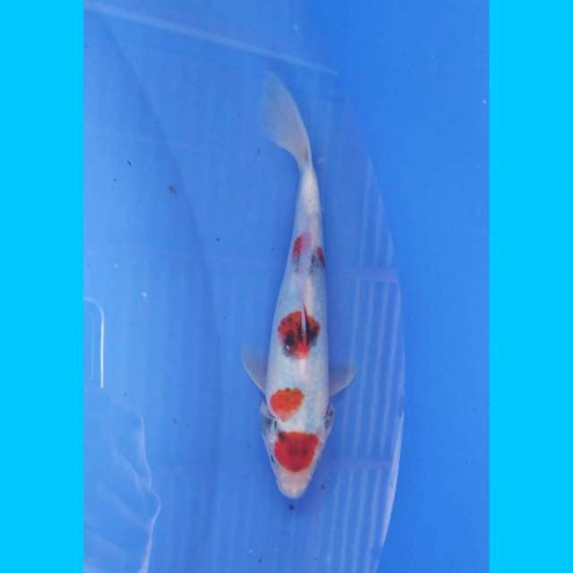 Showa Maruten tategoi 22cm