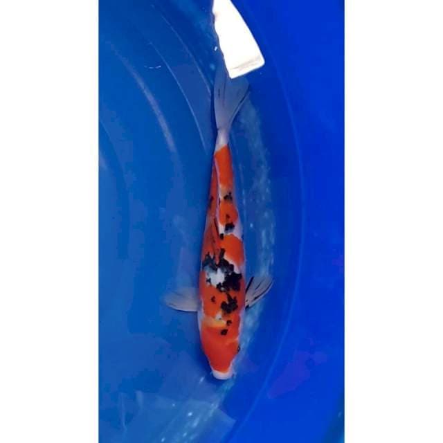 Original Sanke 36cm (F)