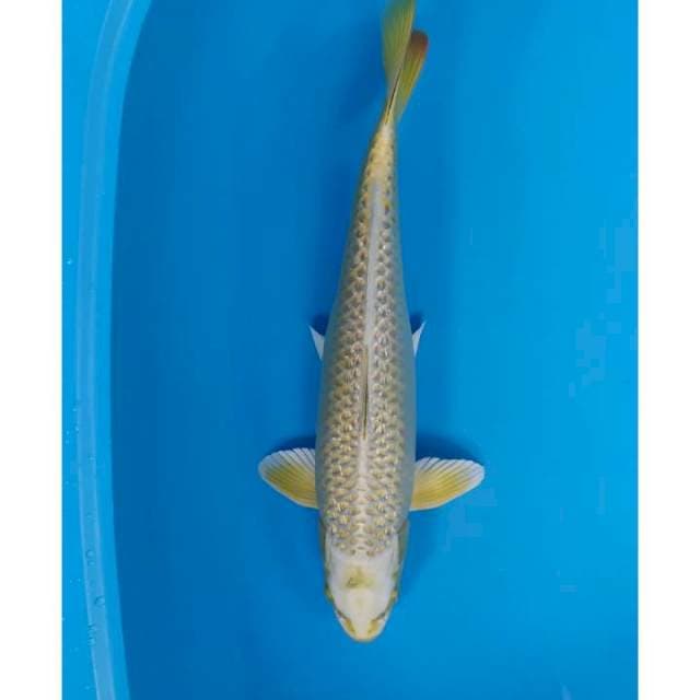 39 cm 