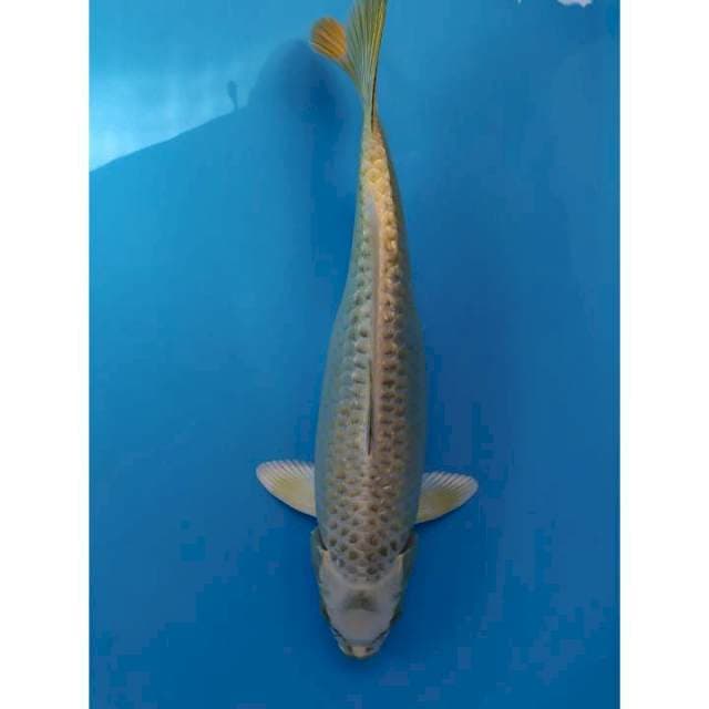37 cm