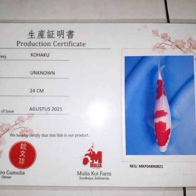 Sandan Kohaku 25Bu serti Mulia