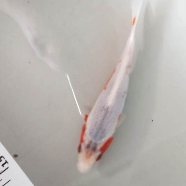 F1 asagi snow 17cm