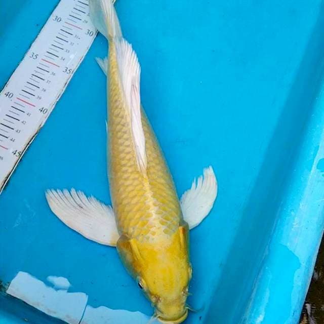 Yamabuki Slayer 35cm