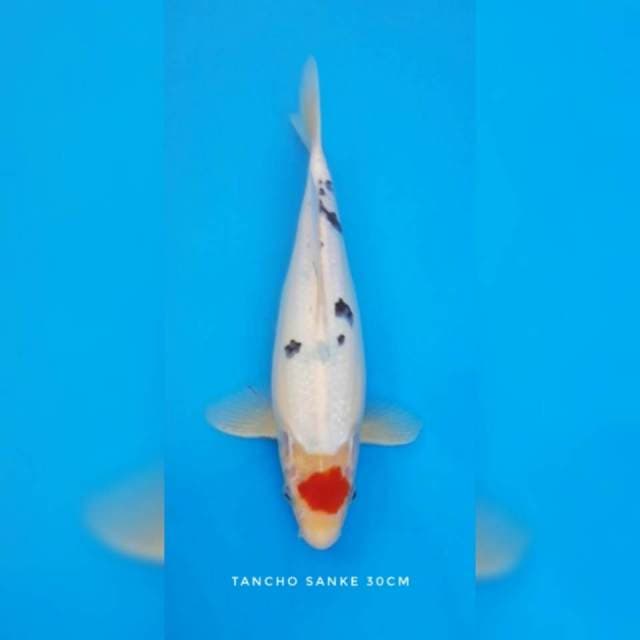 Tancho sanke