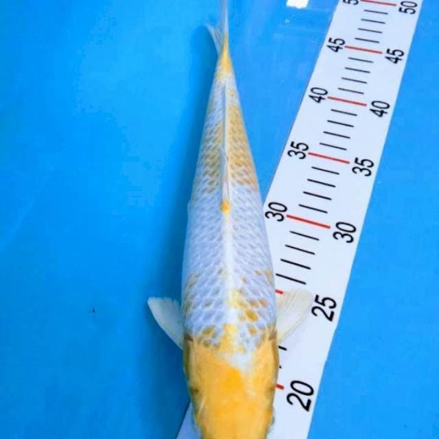Hariwake 33cm 