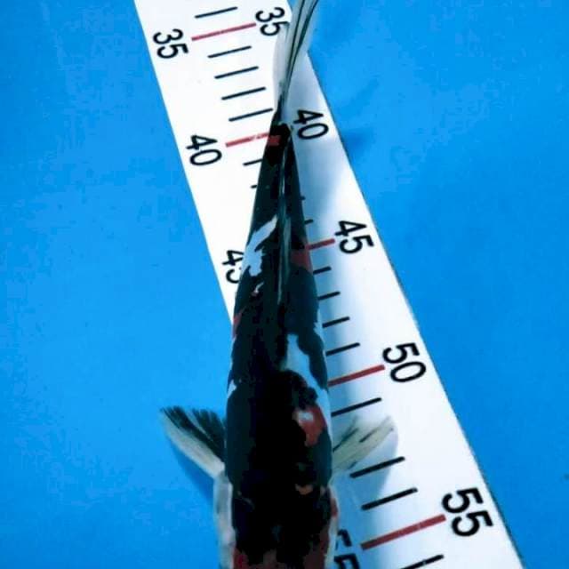 Maruten showa doitsu 24 cm