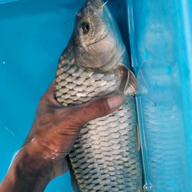 Soragoi 36cm male