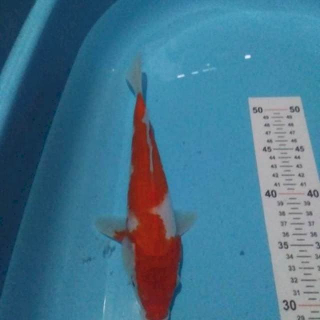 Kohaku 26 cm