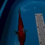 Kohaku 26 cm