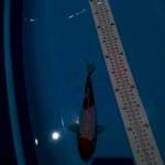Kohaku 25 cm