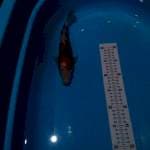 Sanke 28 cm