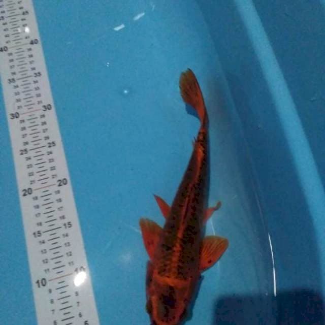 Kawarimono 28 cm