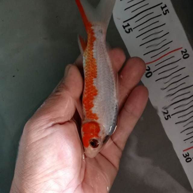 F1 snow asagi 16cm
