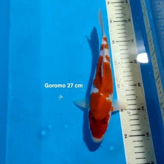 GOROMO 27 CM