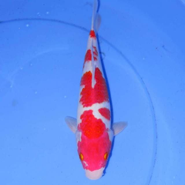 MIRYOKU KOHAKU 
