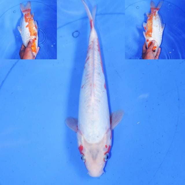 HANA SHUSUI 31cm