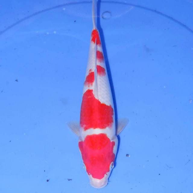 MARUME KOHAKU