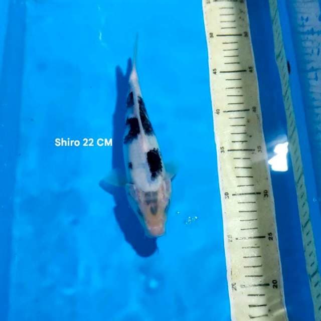 SHIRO 22CM