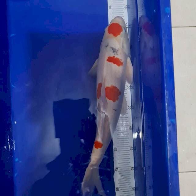 Maruten Kohaku Size 40 cm
