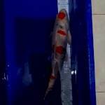 Maruten Kohaku Size 40 cm
