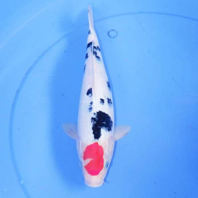 MIKADZUKI TANCHO SANKE 30cm