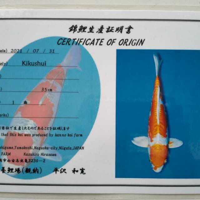 Kikushui Import Kanno 36cm