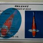 Kikushui Import Kanno 36cm