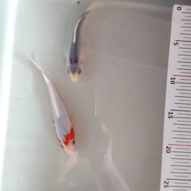 duo asagi 12 n 15 cm F1