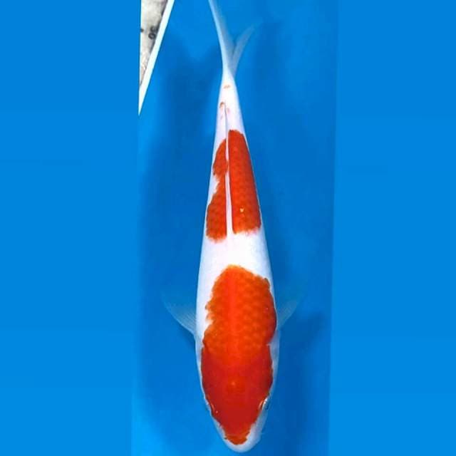 Kohaku, 23 cm
