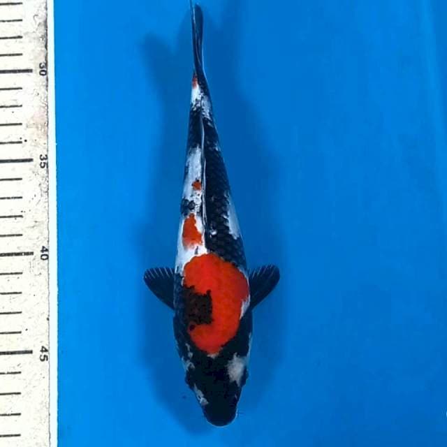 Showa, 21 cm