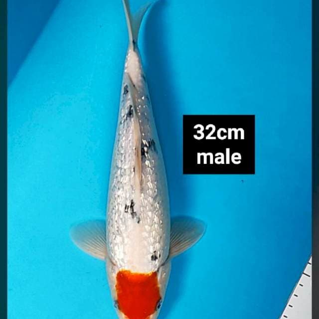 Tancho sanke ginrin 32cm male