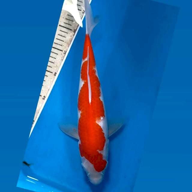 Kohaku inazuma, 33 cm
