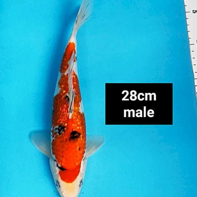 Sanke ginrin strong 28cm male